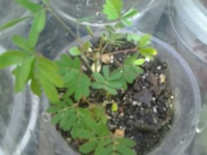 puiuti de mimosa pudica - alte flori 2