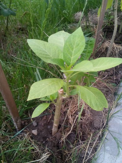 nr 4 - brugmansia 2015
