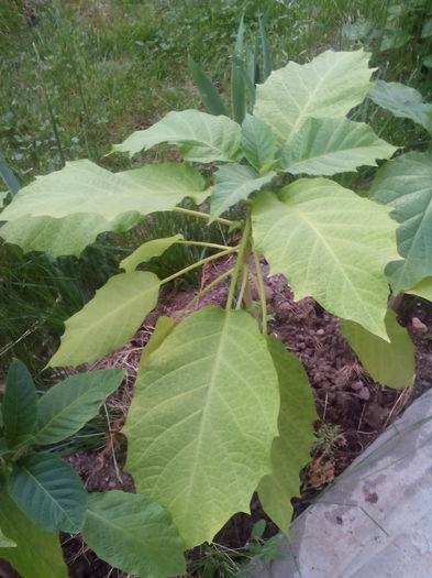 IMG_20150511_192802 - brugmansia 2015