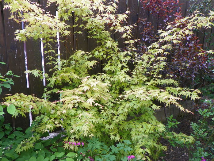 acer Orange Dream - Copacei si arbusti 2015