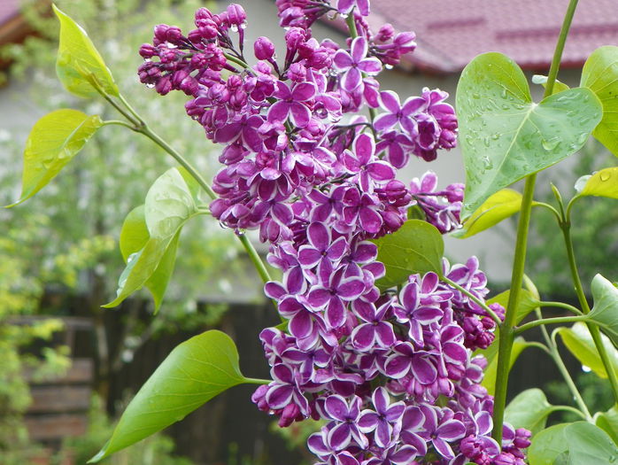 liliac Sensation - Copacei si arbusti 2015