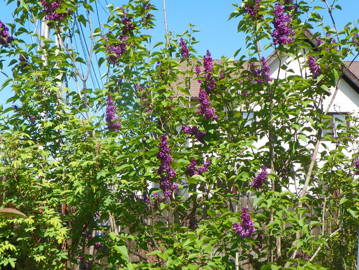 liliac Charles Joly - Copacei si arbusti 2015