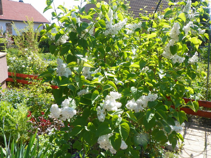 liliac Mme. Lemoine - Copacei si arbusti 2015