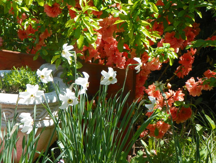 chaenomeles Cameo - Copacei si arbusti 2015