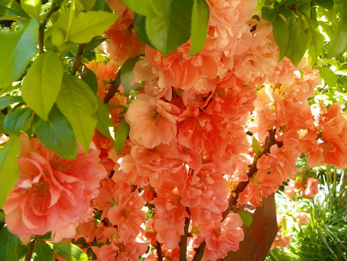 chaenomeles Cameo - Copacei si arbusti 2015