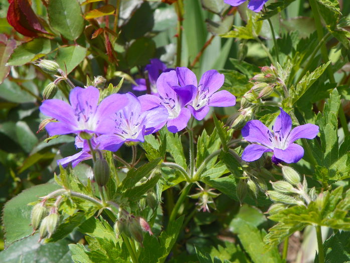 sylvaticum Mayflower - Geranium 2015