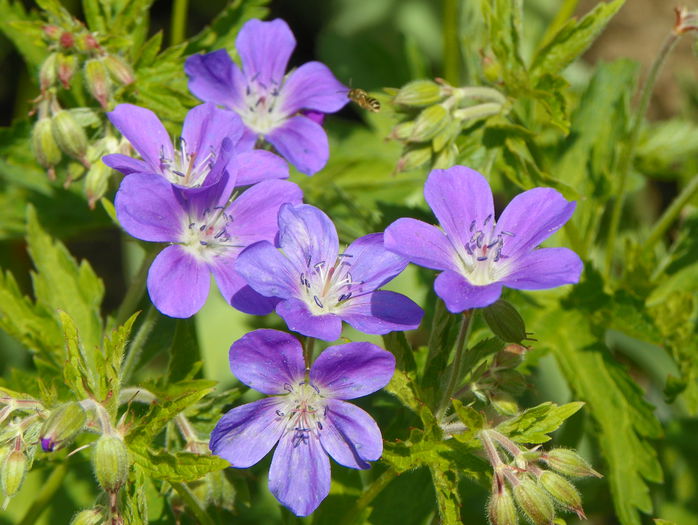 sylvaticum Mayflower - Geranium 2015