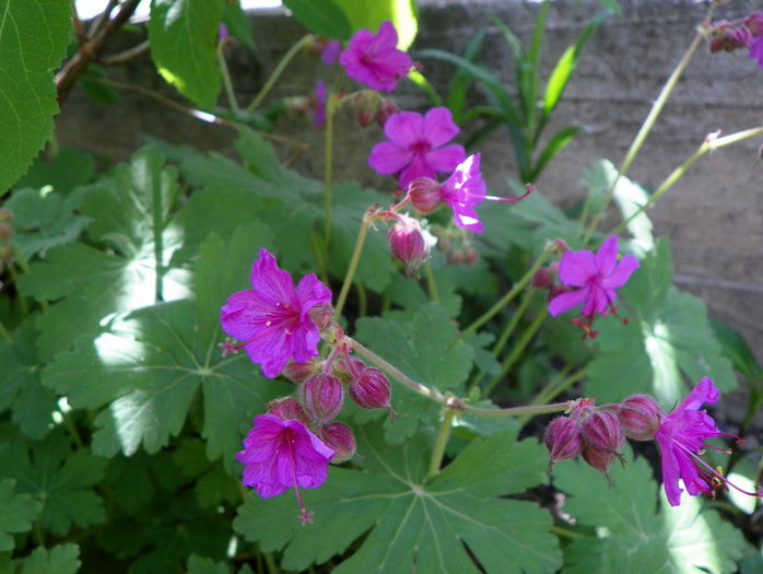 cantabrigiense - Geranium 2015