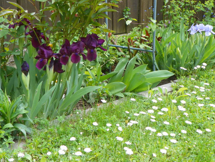 Cherry Garden - Primavara 2015