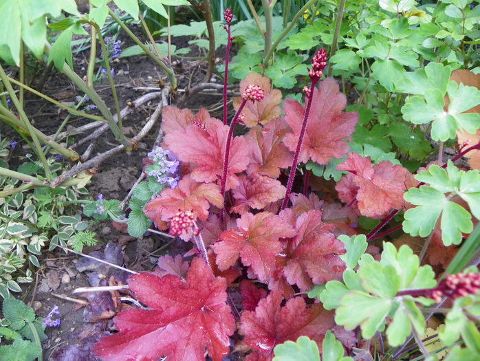 heuchera Peach Flambe - Primavara 2015