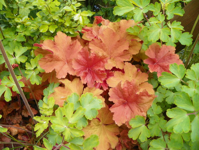 heuchera Caramell - Primavara 2015