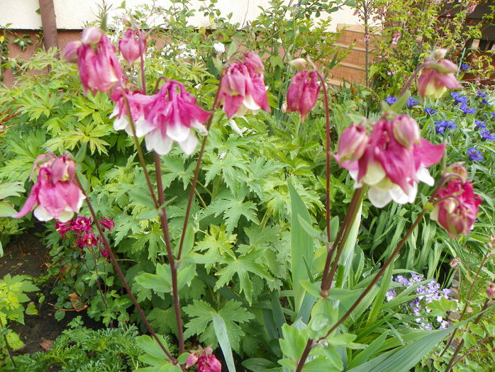 aquilegia Pink Petticoat - Primavara 2015