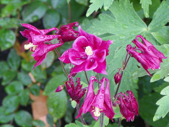 12 mai 022 - Primavara 2015