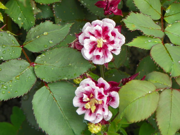 aquilegia Winky Double Red & White - Primavara 2015