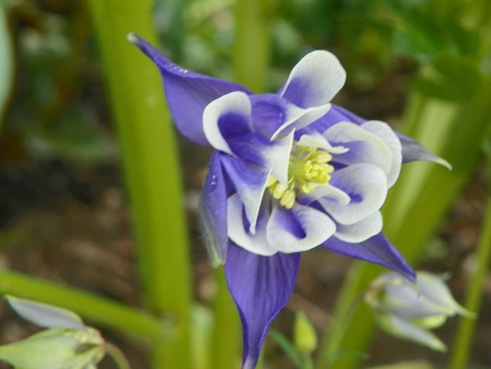 12 mai 025 - Primavara 2015