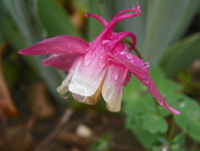 aquilegia flabellata - Primavara 2015
