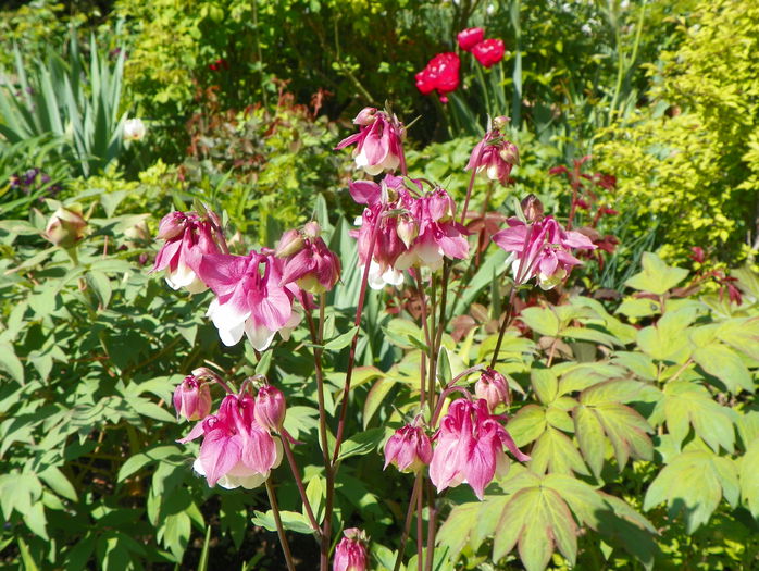 aquilegia Pink Petticoat - Primavara 2015