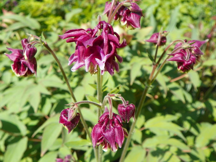 12 mai 045 - Primavara 2015