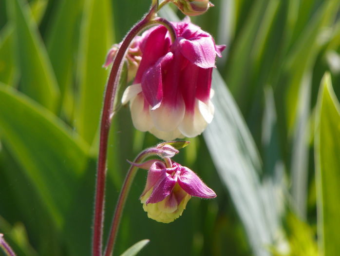 12 mai 046 - Primavara 2015