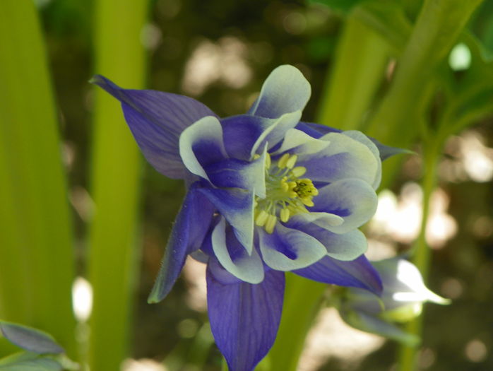 12 mai 051 - Primavara 2015