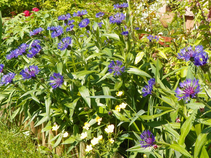 centaurea montana - Primavara 2015