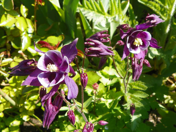 aquilegia Winky Purple & White - Primavara 2015