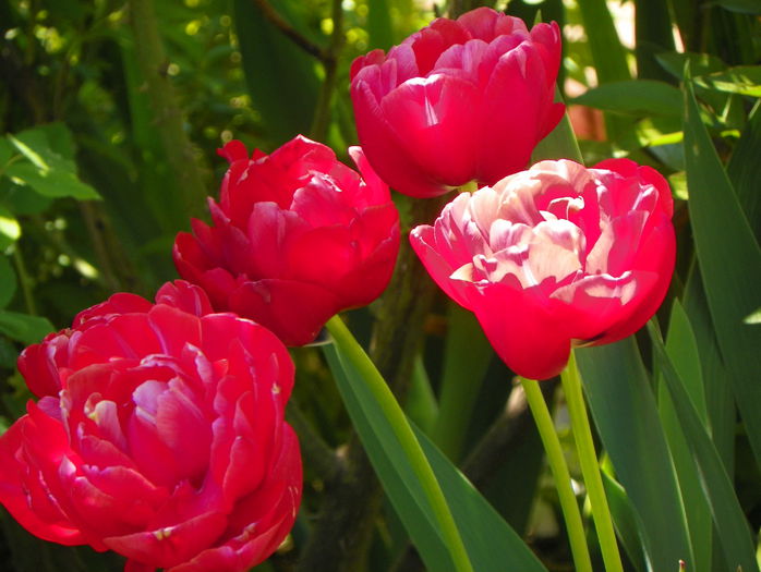 lalele Uncle Tom - Primavara 2015