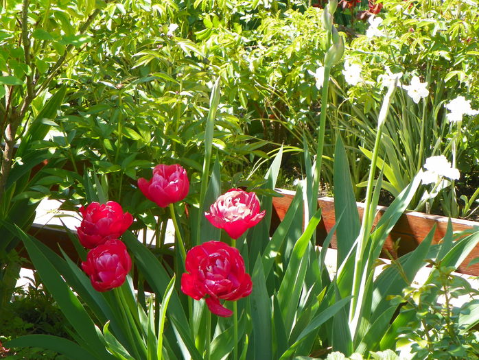 lalele Uncle Tom - Primavara 2015