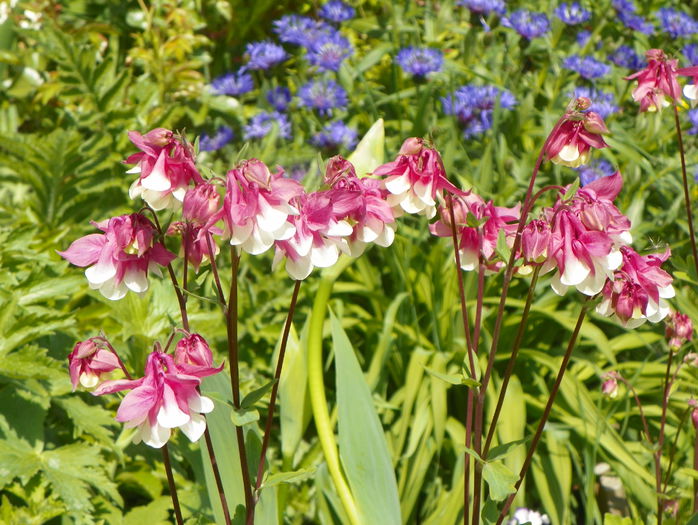 aquilegia Pink Petticoat - Primavara 2015