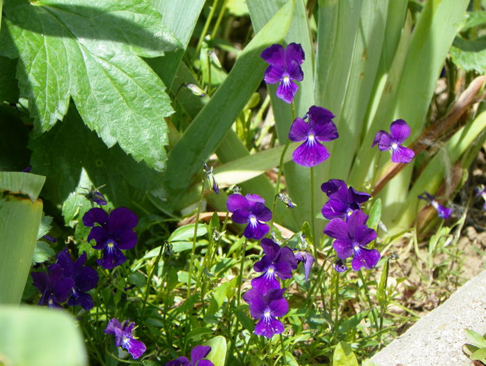 viola calcarata - Primavara 2015