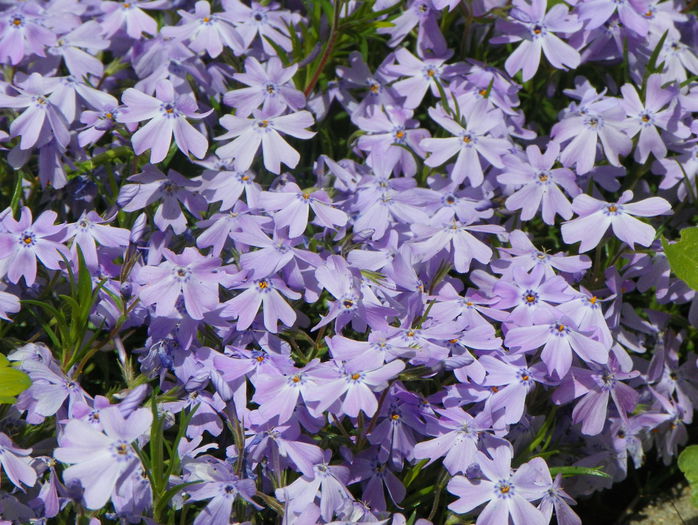 phlox sub. Emerald Blue - Primavara 2015