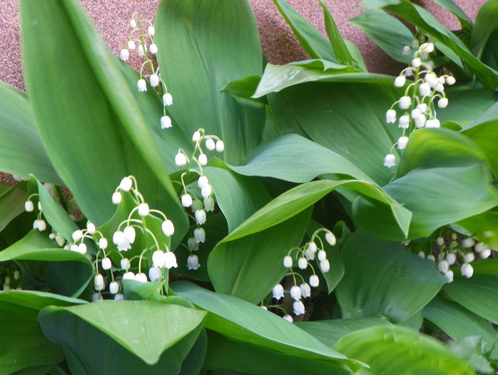 lacramioare - Primavara 2015