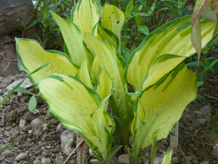 hosta albopicta - Primavara 2015