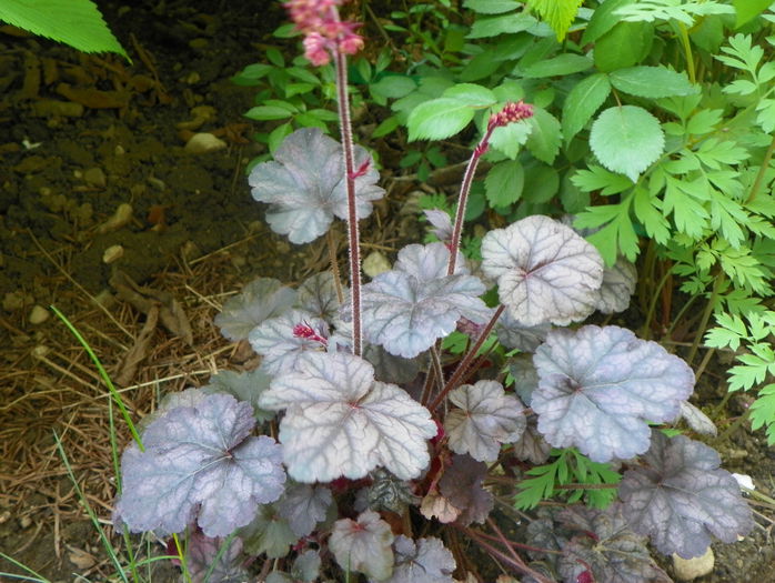 heuchera Hollywood - Primavara 2015