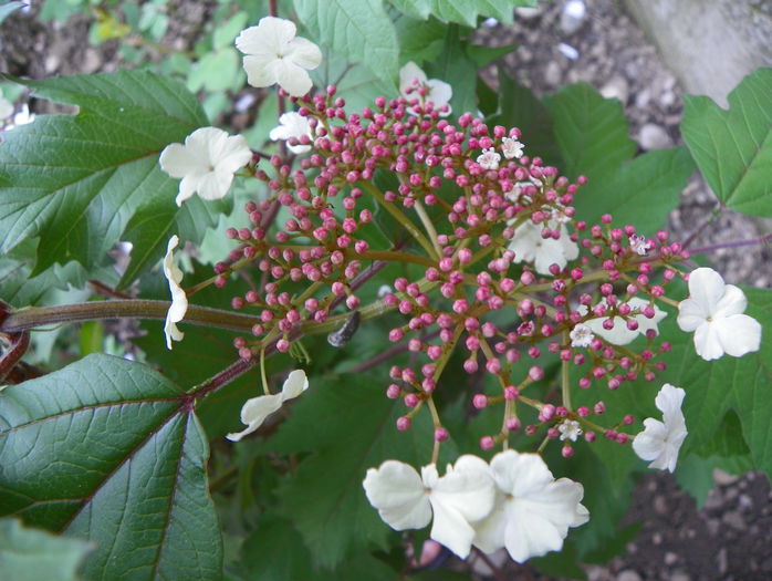 viburnum sarg. Onondaga - Copacei si arbusti 2015