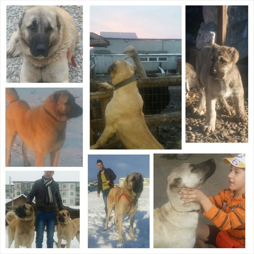 PhotoGrid_1424670524979 - caini KANGAL marele ciobanesc turcesc