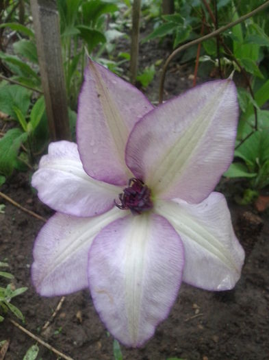 9 - clematis