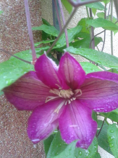 10 - clematis