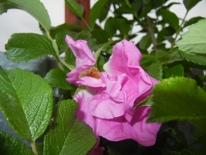 Rosa rugosa (2015, May 02) - ROSA Rugosa_Rugosa Rose