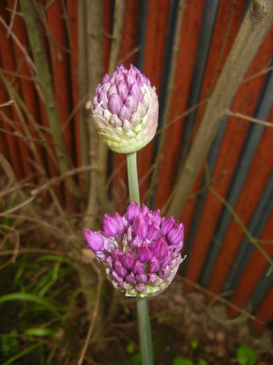 Allium Purple Sensation (2015, May 02) - Allium aflatunense Purple