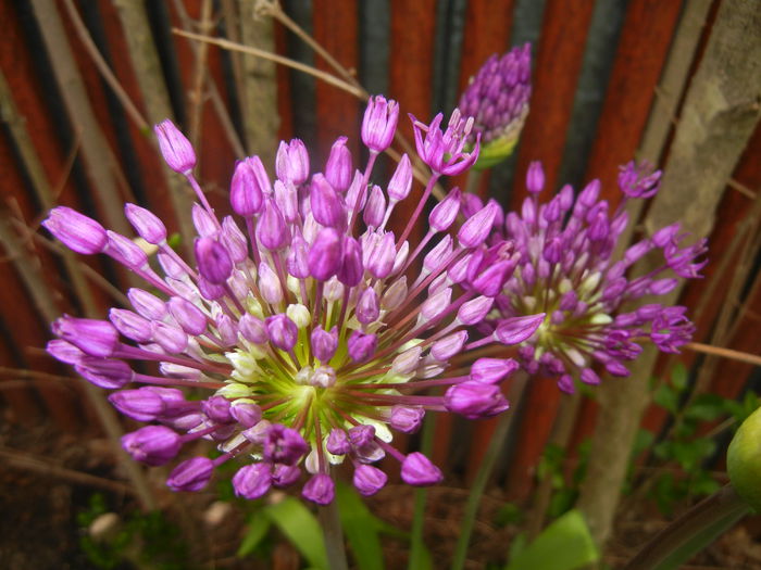 Allium Purple Sensation (2015, May 02)