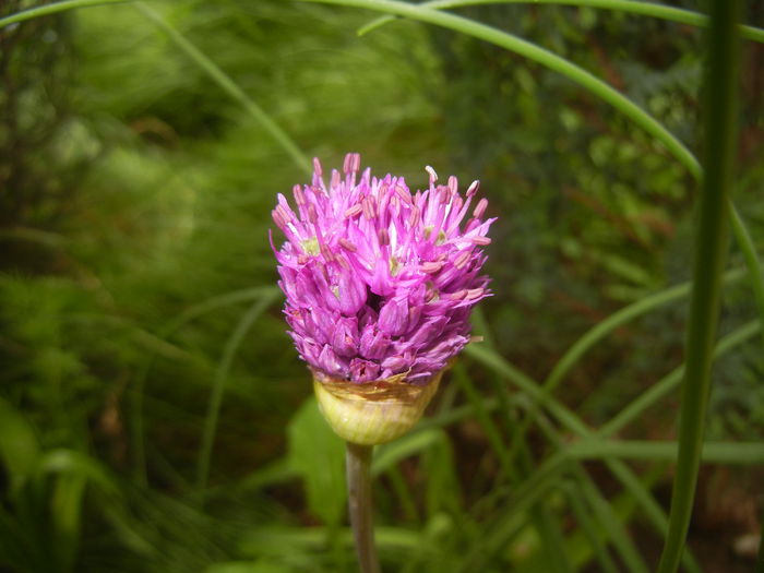 Allium Purple Sensation (2015, May 02)