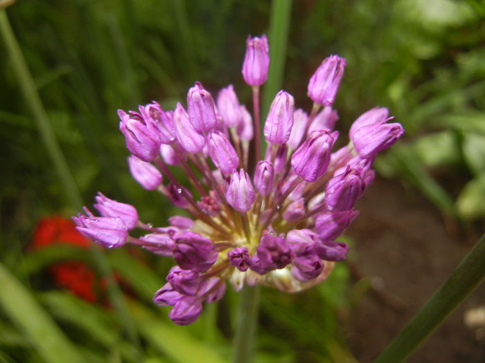 Allium Purple Sensation (2015, May 02)