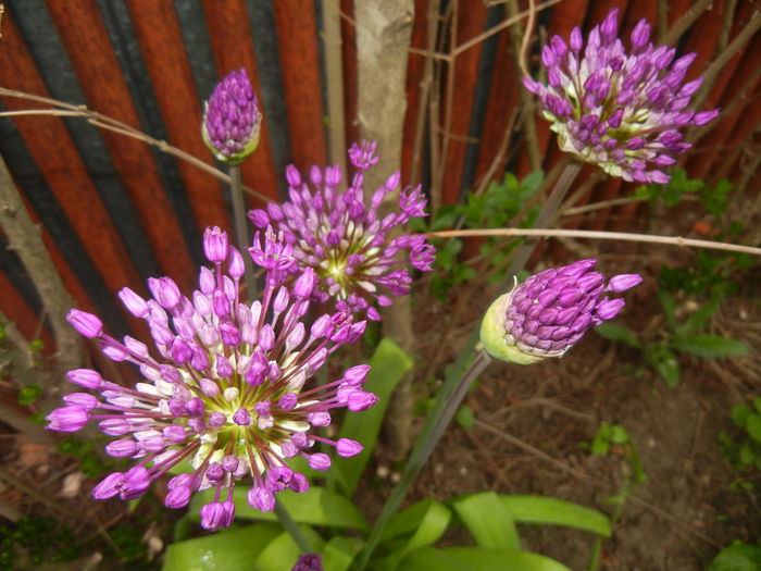Allium Purple Sensation (2015, May 02)