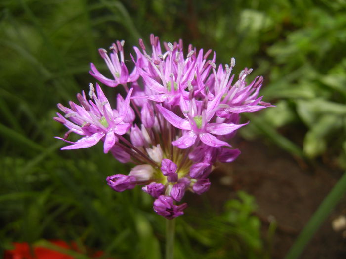 Allium Purple Sensation (2015, May 02)