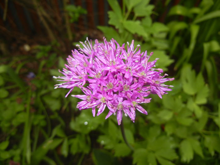 Allium Purple Sensation (2015, May 02)