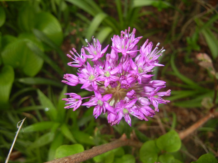 Allium Purple Sensation (2015, May 02)