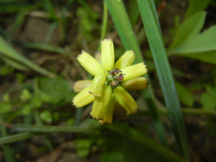 Muscari Golden Fragrance (2015, May 02)