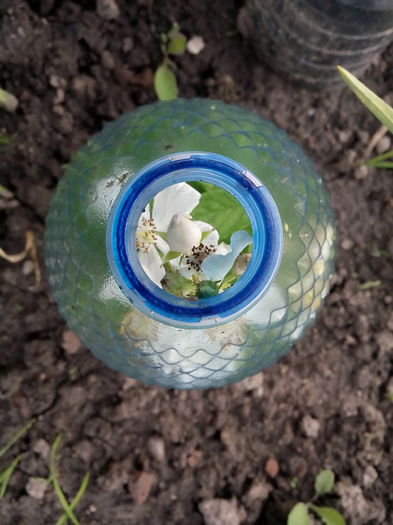 graba-i mare... - 2015 Flori in  gradina