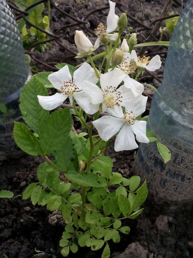  - 2015 Flori in  gradina